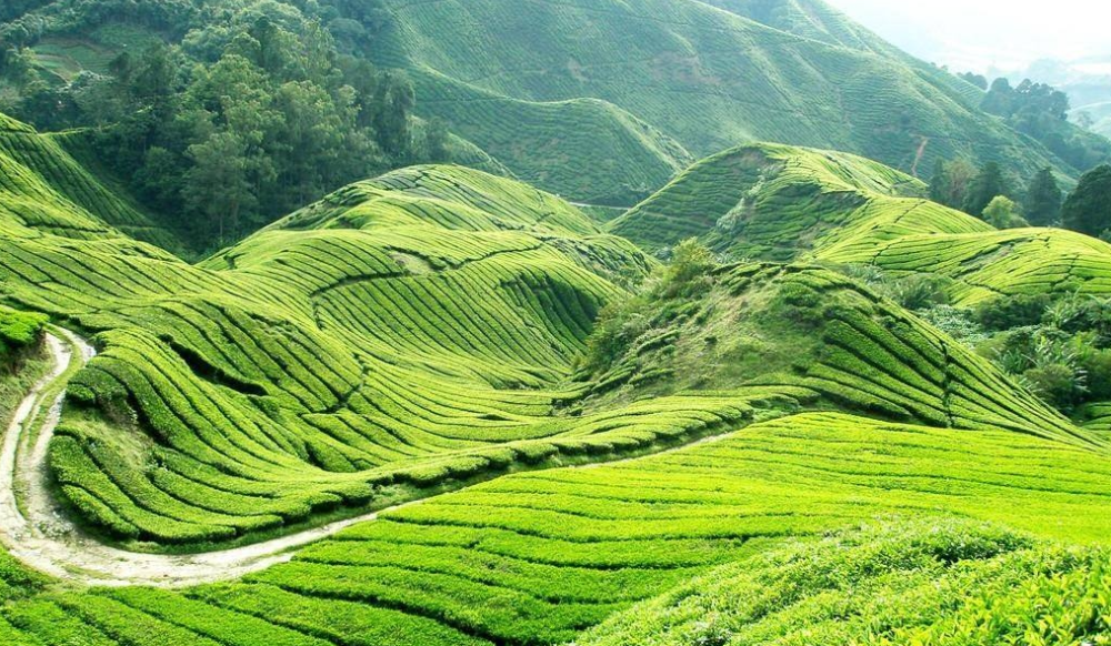 邵陽(yáng)諸多農(nóng)特產(chǎn)的發(fā)源地 關(guān)于家鄉(xiāng)的雪峰山你了解多少？